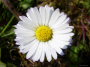 daisy-close-up